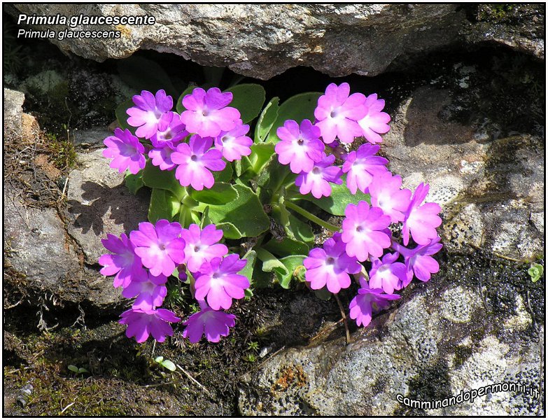 Primula glaucescente.jpg